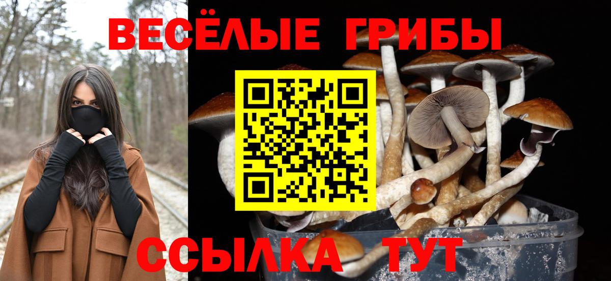 Псилоцибиновые грибы Cubensis Великий Устюг